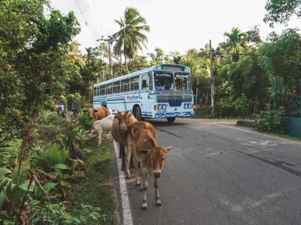 Costa Rica public transportation - bus on road with cows in front