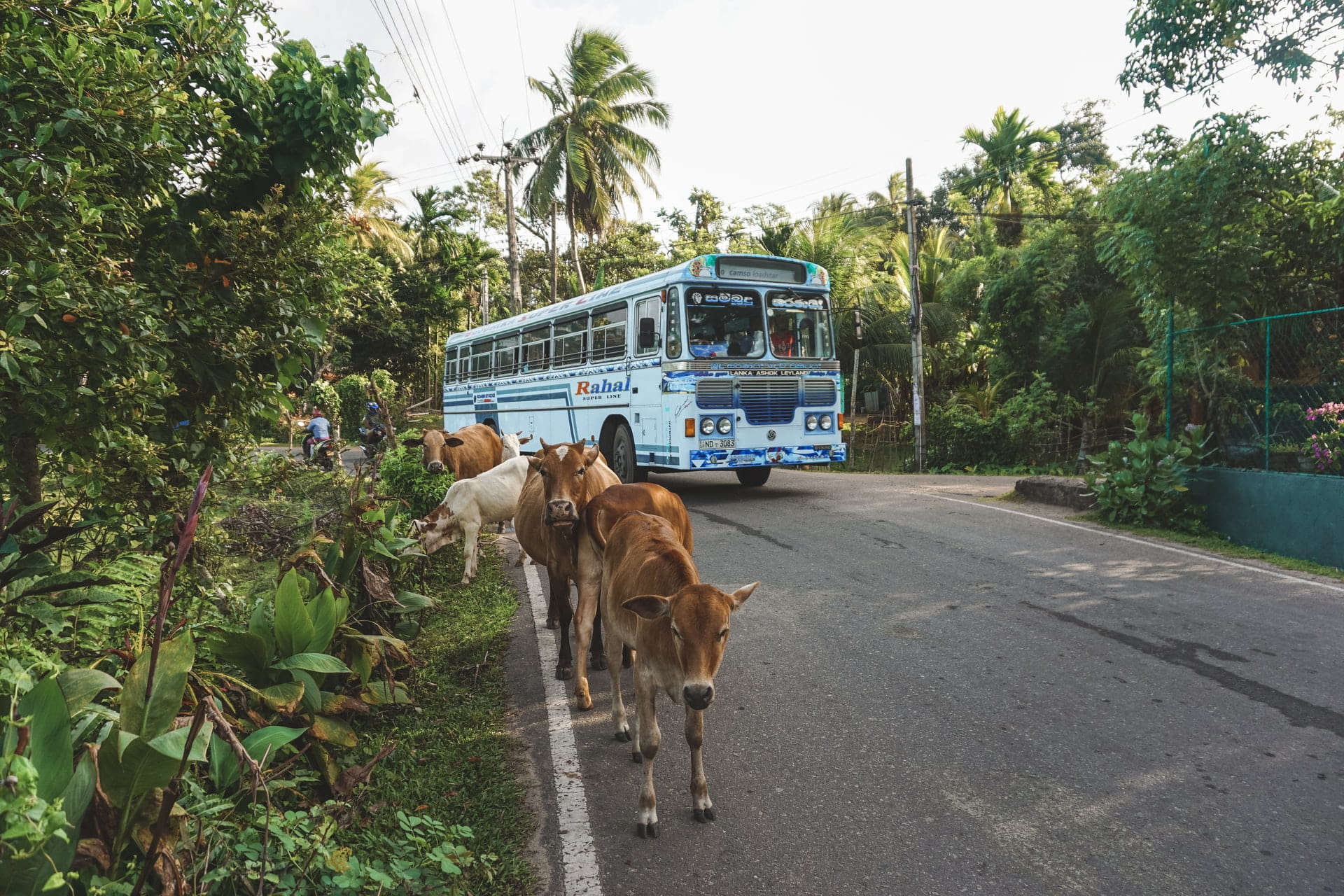Costa Rica public transportation - bus on road with cows in front