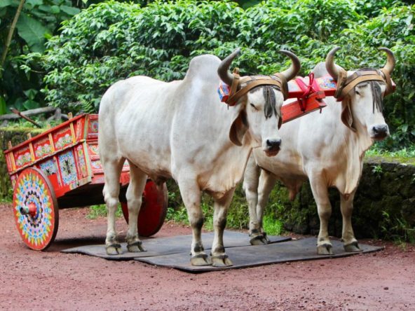 Costa Rican Culture - Two oxen with an ox cart for coffee beans