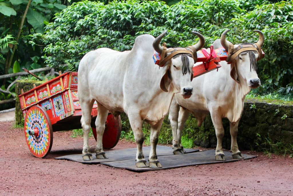 Costa Rican Culture - Two oxen with an ox cart for coffee beans